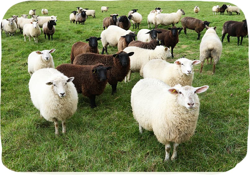 羊について | 羊まるごと研究所へようこそ
